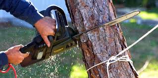 Best Palm Tree Trimming  in Bartonsville, MD