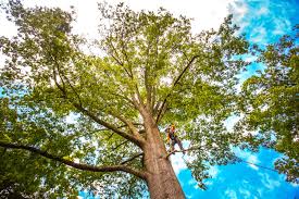 How Our Tree Care Process Works  in  Bartonsville, MD
