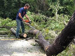 Best Tree and Shrub Care  in Bartonsville, MD
