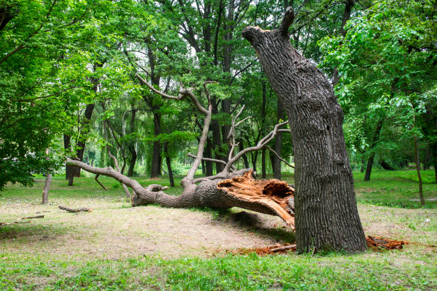 Trusted Bartonsville, MD Tree Care Experts