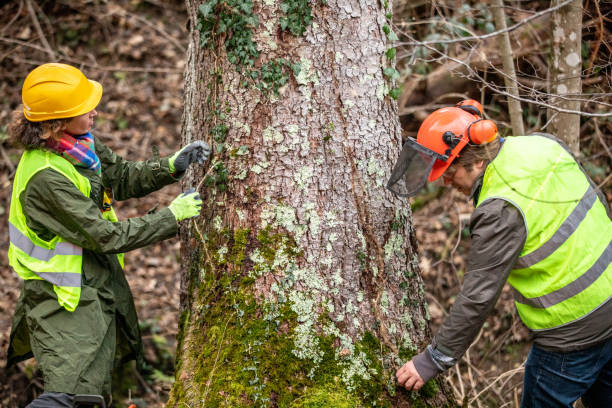Best Tree Cabling and Bracing  in Bartonsville, MD