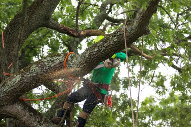 Best Emergency Tree Removal  in Bartonsville, MD