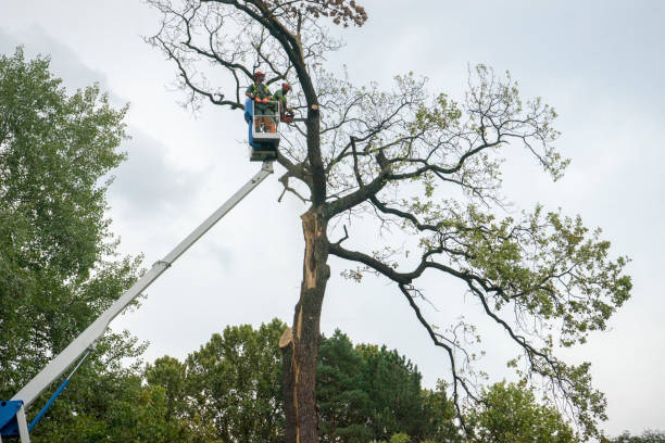 Best Tree Removal  in Bartonsville, MD