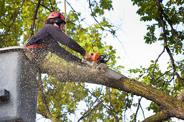 Best Seasonal Cleanup (Spring/Fall)  in Bartonsville, MD