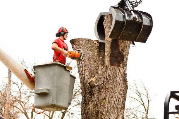 Best Utility Line Clearance  in Bartonsville, MD