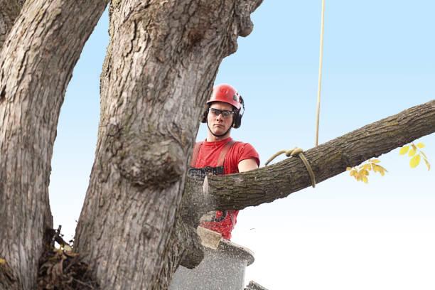 Best Root Management and Removal  in Bartonsville, MD